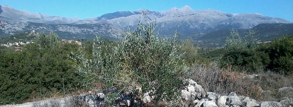 Οι αυστηρές και ελεγχόμενες σε κάθε στάδιο διαδικασίες που ακολουθούμε στην Άνυδρη Γαία στη Μεσσηνία έχουν ως αποτέλεσμα τη δημιουργία ενός προϊόντος ολοκληρωμένης διαχείρισης με προστατευόμενη ονομασία προέλευσης «Καλαμάτα», συνώνυμο γευστικής και ποιοτικής υπεροχής | ΑΝΥΔΡΗ ΓΑΙΑ - ANYDRI GEA